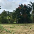 Vente terrain Tahiti : imaginez déjà votre projet immobilier