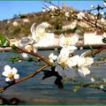 Printemps sur les berges du Rhône