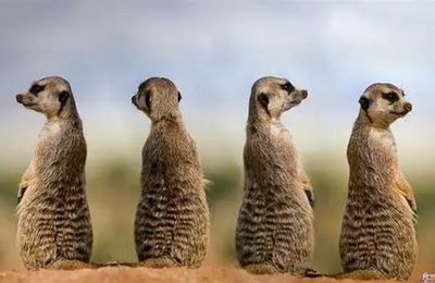 SURICATE, les sentinelles du « sport-nature »