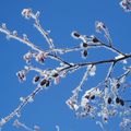 Beauté de la Nature en hiver...