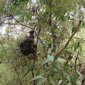 AUSTRALIE - Les nichoirs à la rescousse des Cacatoès à rectrices blanches