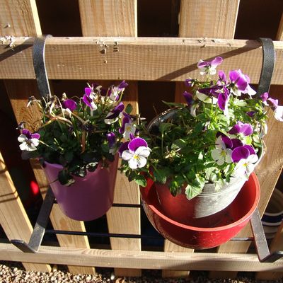 toutes premiere fleurs