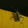 Qui connait le nom de cet insecte?