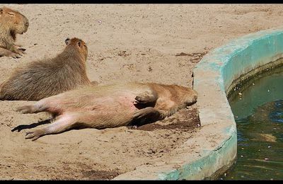 Série animalière : le capibara / the capybara