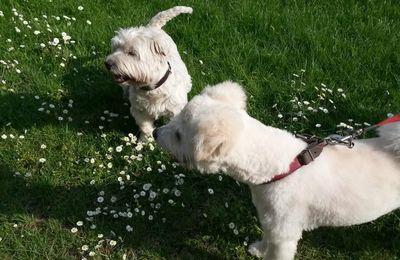 Socrate le westie a 14 ans