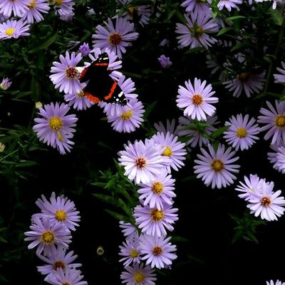 La vie du jardin (204)