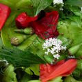 Coquelicot en salade