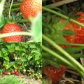 courses à la campagne fraises et œufs 