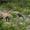 Chamois de Matheysine