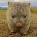 Wombat