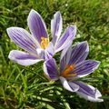 FLEURS : CROCUS