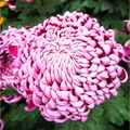 La fleur d'or - Le Chrysanthème