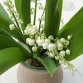 1 mai le muguet .