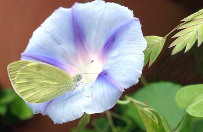 Piéride sur fleur d'ipomée