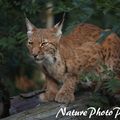 Lynx