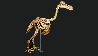 L'os du dodo dans les musées