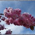 24 heures photo (33) : Cerisiers fleurs