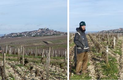 Le travail hivernal dans les vignes
