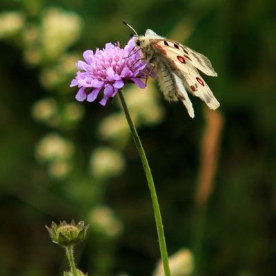 [Juillet 2015] Apprendre à voir les choses en grand
