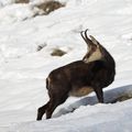 chamois bléssé à l'oeil