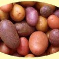 Redorons... les pommes de terre !! : )