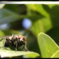 Une mouche dans un poirier.