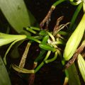 La vanille de la fleur à la gousse