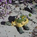 Une tortue Féerique