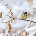 La neige bleue