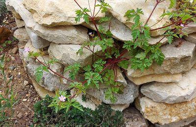 Le géranium Herbe à Robert