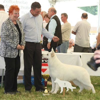 KARUNA (daughter of Baby Baron du Bois des Ternes and Ghuna Gauri of Skah Dakota) wins also WSö Clubchampionship, BEST IN SHOW!