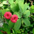 Euphorbia milii (Epine du Christ) - Martinique