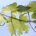 Vignes de chianti - Toscane