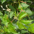 araignée du jardin montre moi ton nez !