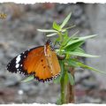 Danaus Chrysippus