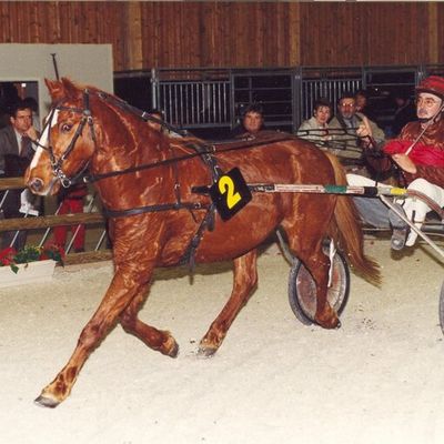Les poneys trotteurs