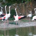 flamands roses 