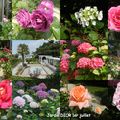 GRANVILLE : les roses et les hortensias du Jardin Dior 1er juillet 2018