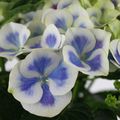 Des fleurs d'hortensia ? 