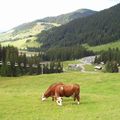 Erreurs économiques en Agriculture