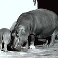 Les Hippopotames du Zoo de Vincennes 