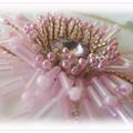 IHC - Marguerite