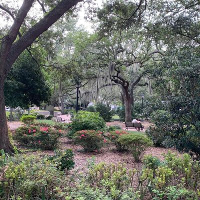 Les fantômes de Savannah