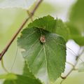 Faucheux * Daddy Long-legs