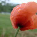 Un coquelicot qui pleure