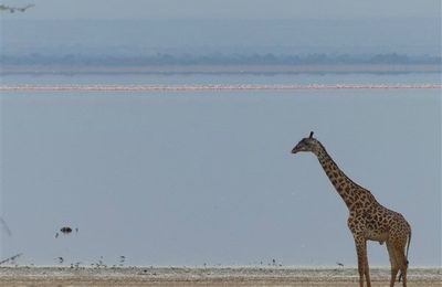 Girafes 2 -Afrique de l'Est