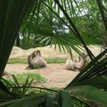 Le zoo d'Amnéville-les-Thermes en Lorraine