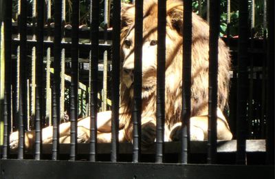 Le roi emprisonné ...