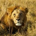Lion au Kenya