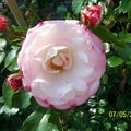 Roses et pivoines de mon jardin, je ne sais pas